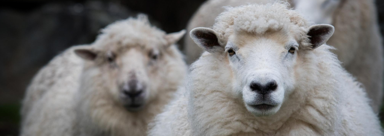 Hvad er merinould lavet af?